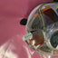 ~ (Nice) Original Genuine Intel I7 Lga1366 Cpu Copper Heat Sink Fan E31964-001